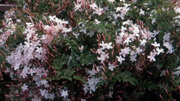 Jasminum polyanthum: Tu jardín perfumado con el encanto de esta maravillosa planta