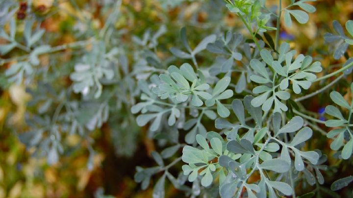 Ruda: la planta ideal para renovar las energías del hogar en la primavera