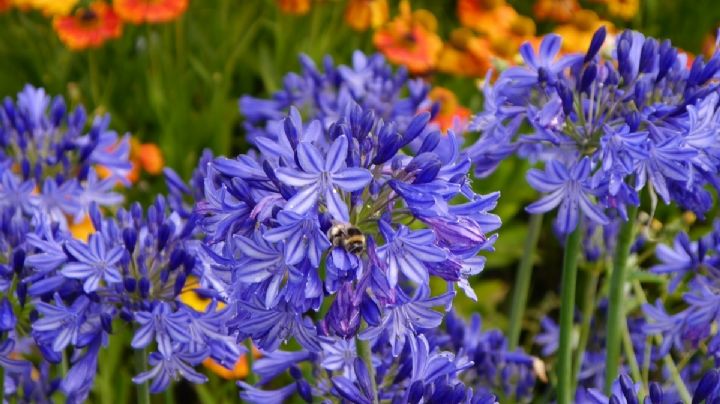 Agapanto: La bella planta ornamental que atraerá mariposas a tu jardín