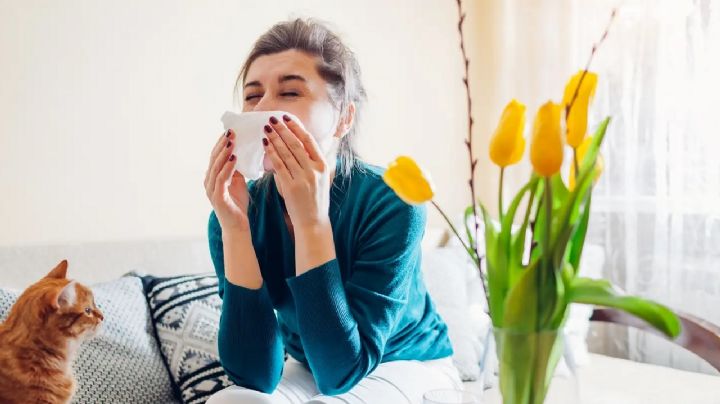 Plantas: Las mejores especies con flores para personas con alergias