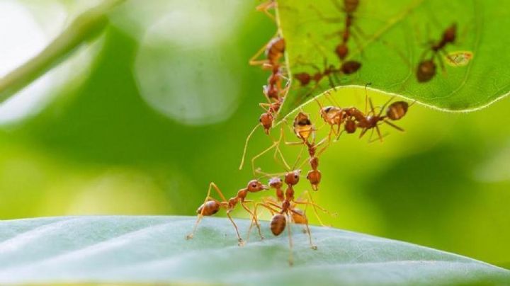 ¡Adiós a las hormigas! Protege tus plantas con este truco casero súper efectivo