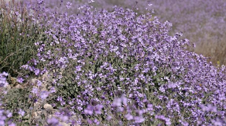 Moricandia arvensis: Una planta silvestre con alto valor ecológico y potencial ornamental