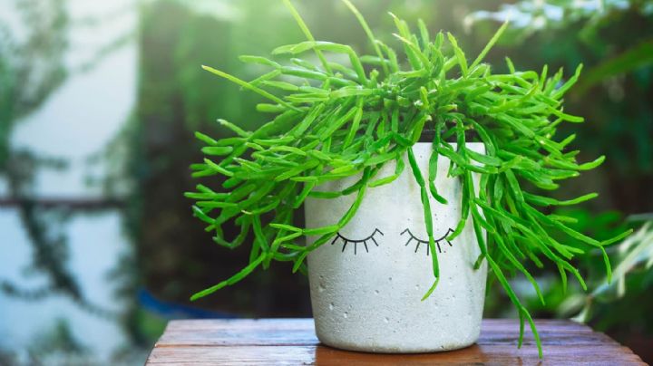 Cactus: 3 hermosas variedades sin espinas que decoran tu hogar y respetan el Feng Shui