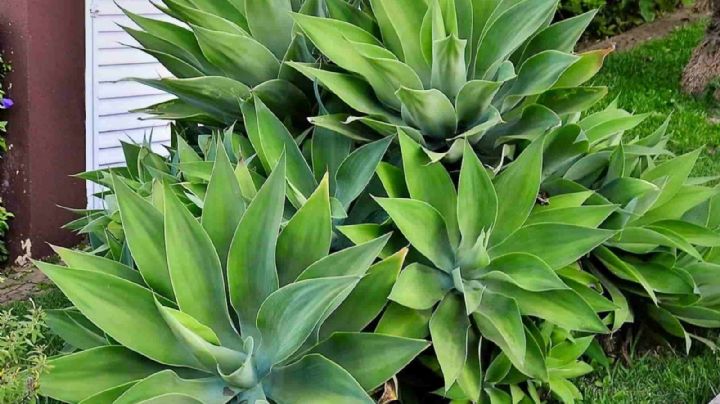 Agave Attenuata: La suculenta todo terreno con un alto valor ornamental