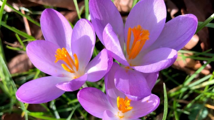 Descubre cómo el crocus puede transformar tu jardín esta primavera