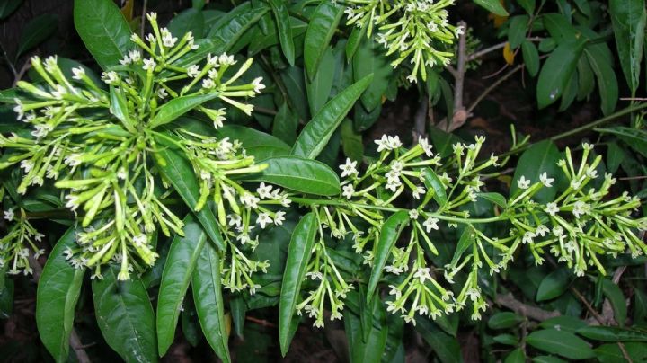 Cestrum nocturnum: La planta que perfuma el jardín durante la noche