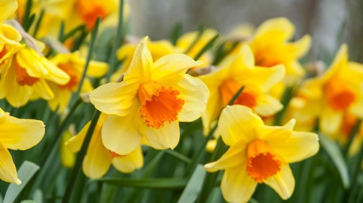 Narcisos: Guía de cuidados para que brinden sus mejores flores