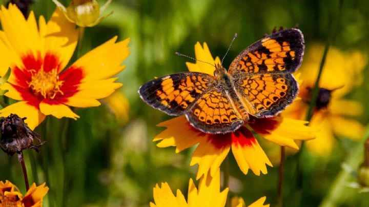 Transforma tu jardín en un paraíso para las mariposas con estas 5 plantas