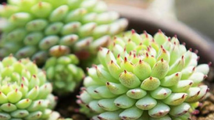 Echeveria mínima: La guía definitiva para cuidar esta suculenta de rosetas diminutas