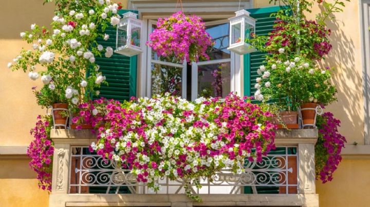 Embellece tu balcón en primavera con estas 2 plantas con flores