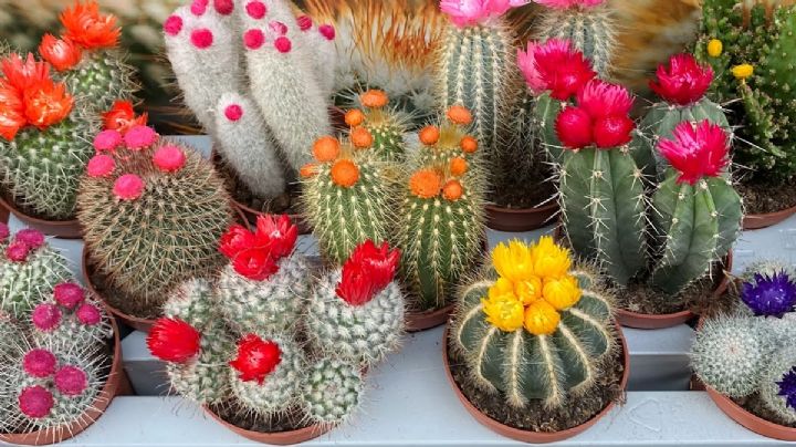 Descubre por qué es importante que tu cactus florezca