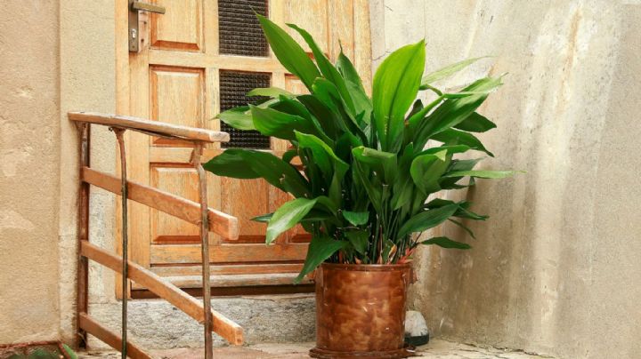 Aspidistra: La guía definitiva para cuidar la planta que se adapta a cualquier rincón del hogar