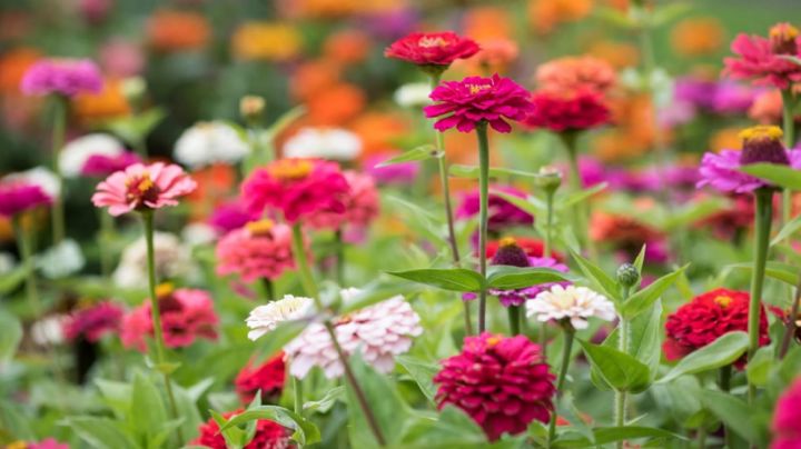 Zinnia: La flor que se adapta a cualquier clima y te regala un arcoíris de colores