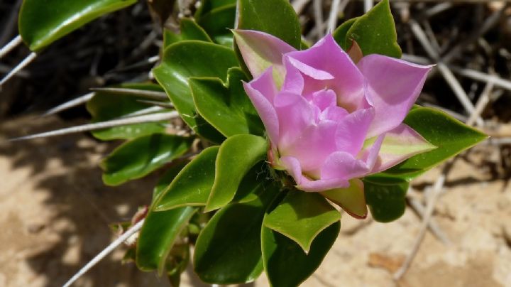 Pereskia: cuidados y cultivo del cactus rosa que parece un arbusto