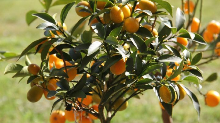 Kumquat o Quinoto: ¡Descubre la maravilla de esta planta frutal!