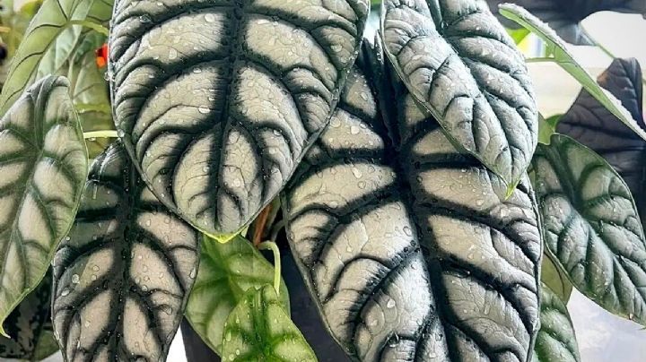 Alocasia Silver Dragón: ¡Consejos para que tu planta brille con todo su esplendor!