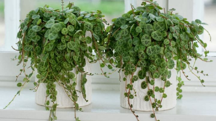 Peperomia prostrata: Guía de cuidados para que tu planta colgante se vea siempre radiante