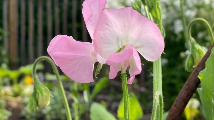 Lathyrus odoratus: La planta trepadora de bellas flores y aroma dulce que querrás en tu jardín