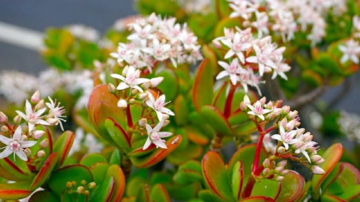 Planta: Descubre cómo hacer que tu Árbol de Jade florezca en primavera