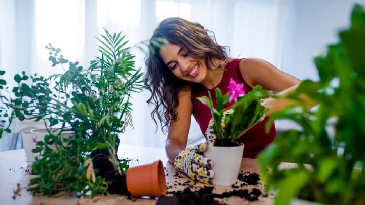 Descubre las 3 plantas aromáticas que elevarán tu estado de ánimo