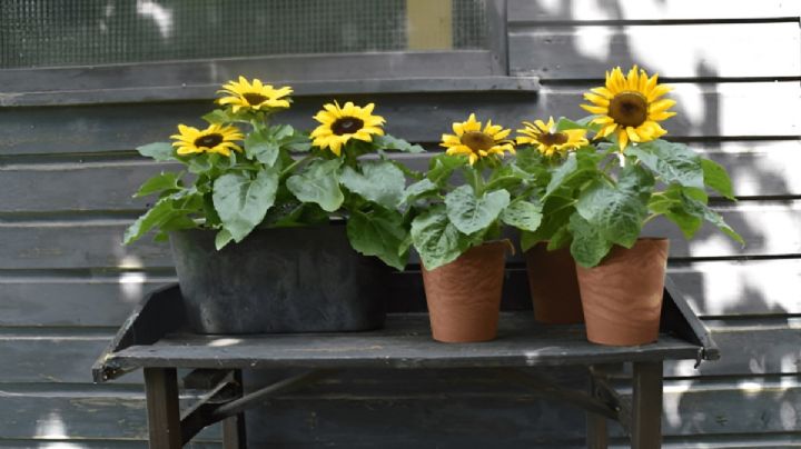 Girasoles: Guía completa para cultivarlos en maceta y disfrutar de sus hermosas flores