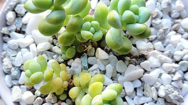 Sedum Treleasei: La suculenta que embellece cualquier rincón del hogar