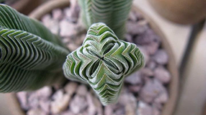 Crassula Kimnachii: La suculenta diminuta que te maravillará con sus flores luminosas