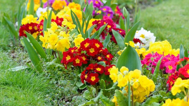 3 plantas con flores para llenar tu jardín de colores vibrantes y fragantes aromas esta primavera