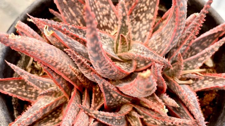 Aloe Pink Blush: La suculenta con matices rosas que transformará tu espacio