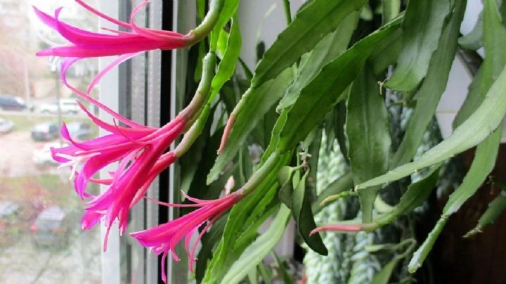 Disocactus biformis: una suculenta perenne de singular belleza y cuidados poco exigentes