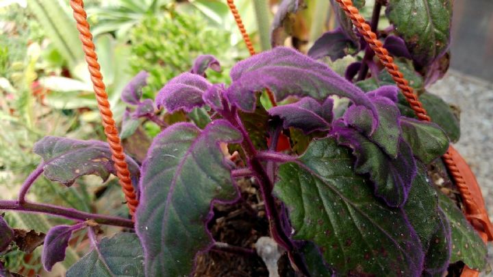 Déjate sorprender por la Gynura, la fabulosa planta de terciopelo