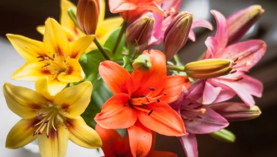 Azucenas: Una planta con elegancia y encanto en tu jardín