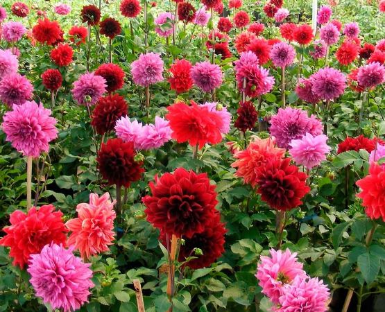 Dalias: La planta que llenará tu jardín de colores