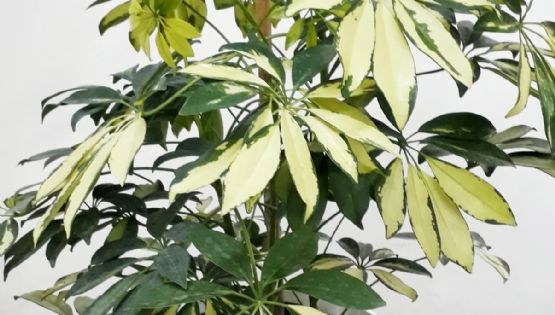 Aralia: la nueva joya natural en la decoración de tu hogar