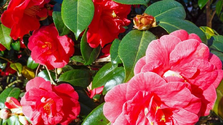 Jardinería: Embellece tu espacio con la encantadora Camelia