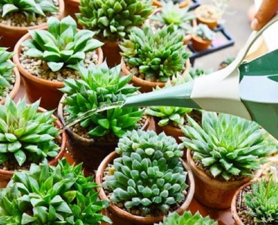 Alimenta tus suculentas como un experto y déjalas brillar
