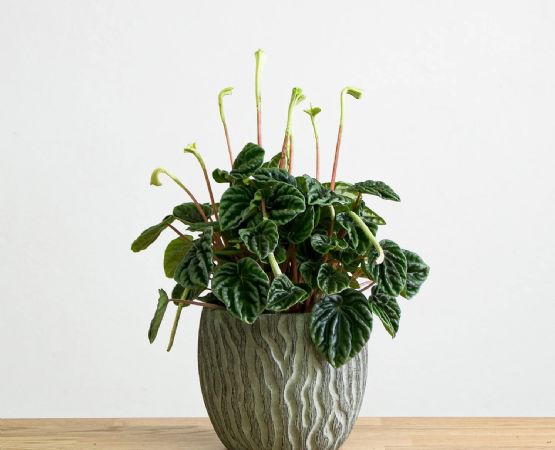 Peperomia caperata: una planta miniatura que llena de vida y estilo tus espacios pequeños