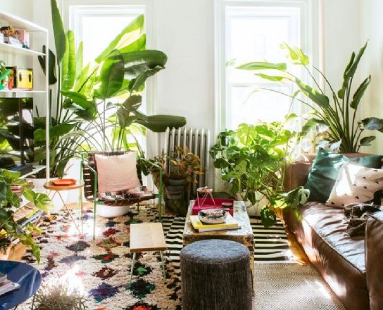 Plantas de interior: Estas especies pueden transformar tu hogar en un oasis de bienestar
