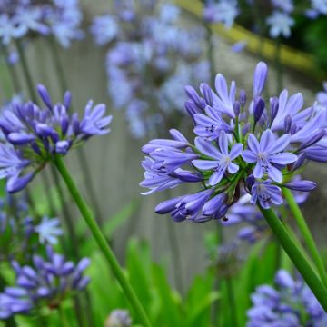 Apuesta por estas plantas perennes y podrás llenar de vida tu hogar