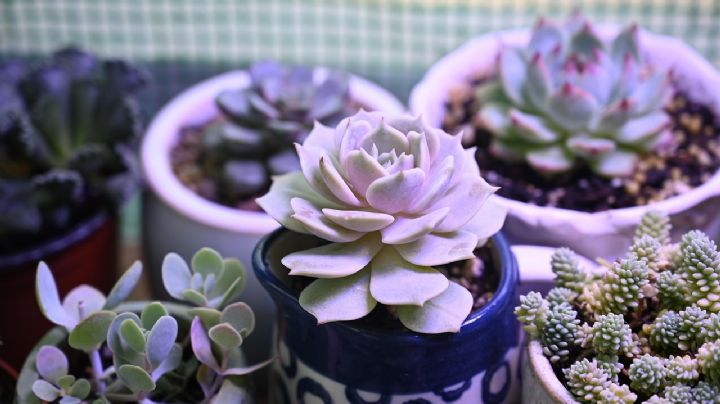Transforma tus cactus y suculentas en verdaderas estrellas del jardín