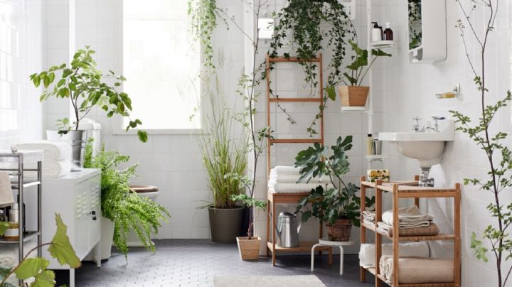 Estas son las mejores plantas para incluir en la decoración del baño
