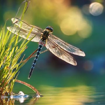 Libélula: el elegante insecto que simboliza transformación y sabiduría espiritual