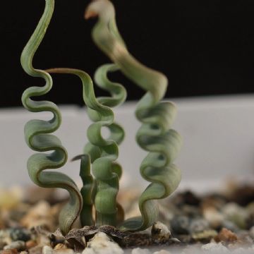 Trachyandra tortilis: La suculenta exótica que roba corazones