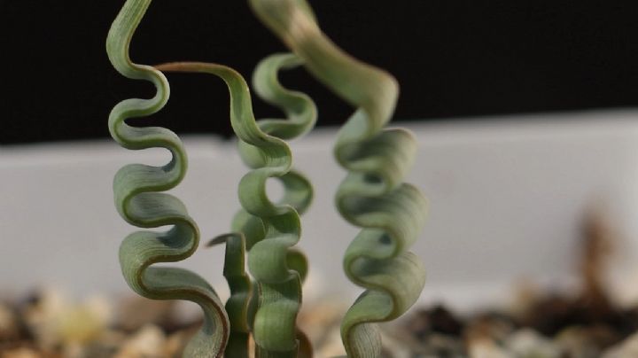Trachyandra tortilis: La suculenta exótica que roba corazones