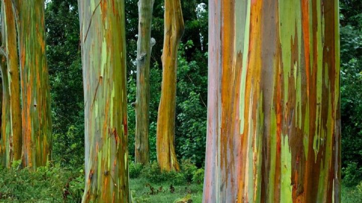 Eucalipto Arcoíris: ¡el árbol natural que transformará tu jardín!