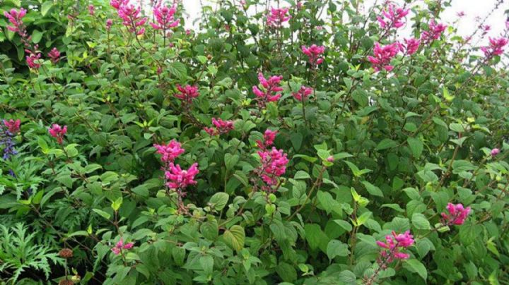 Salvia Involucrata: la planta otoñal que enamora a los colibríes