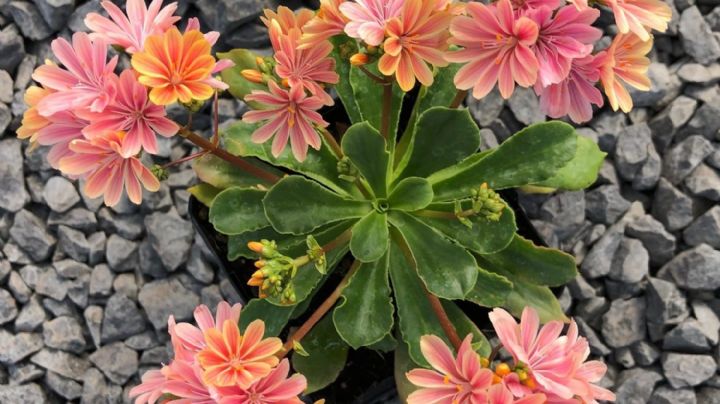 Lewisia cotyledon: La suculenta que ilumina tu jardín en invierno