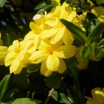 Tres plantas ideales para embellecer tu jardín en la temporada de invierno