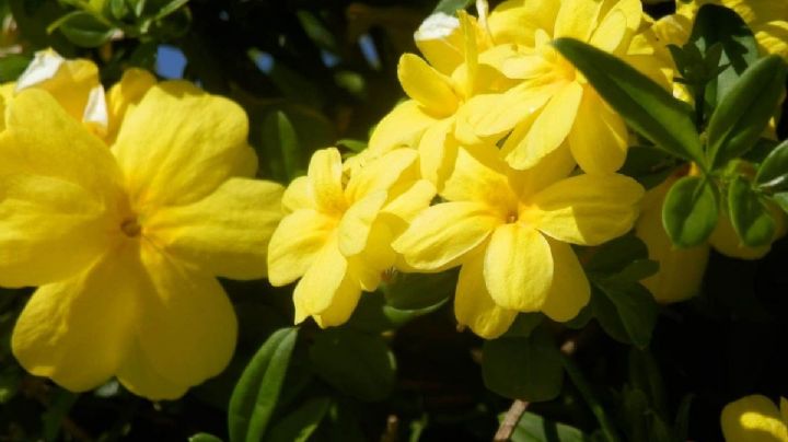 Tres plantas ideales para embellecer tu jardín en la temporada de invierno