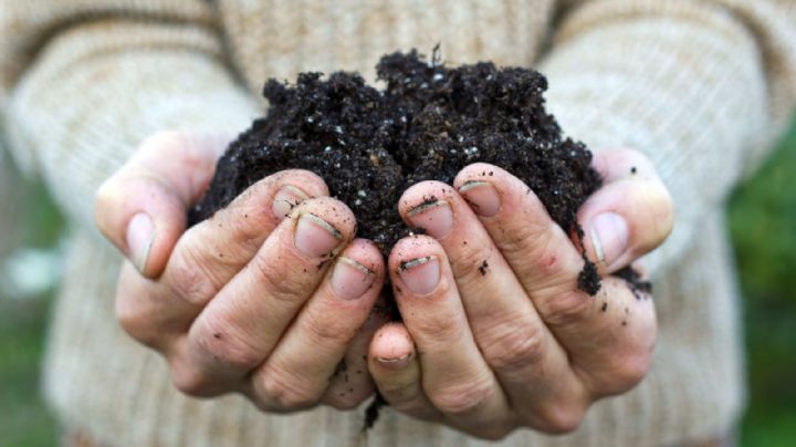 Sustratos caseros: la clave para plantas sanas y fuertes en esta temporada